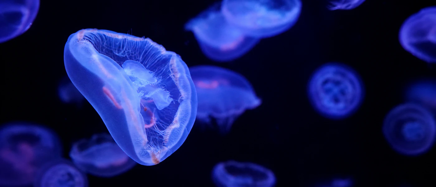 Aquarium von Paris