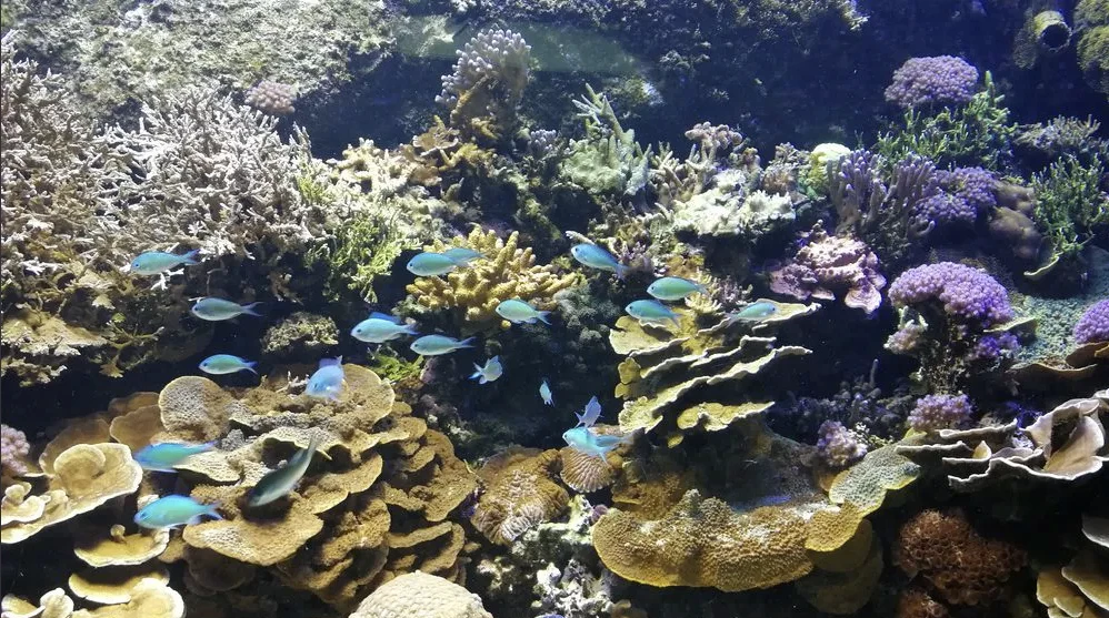 Aquarium tropical du Palais de la Porte Dorée