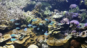 Aquarium tropical du Palais de la Porte Dorée