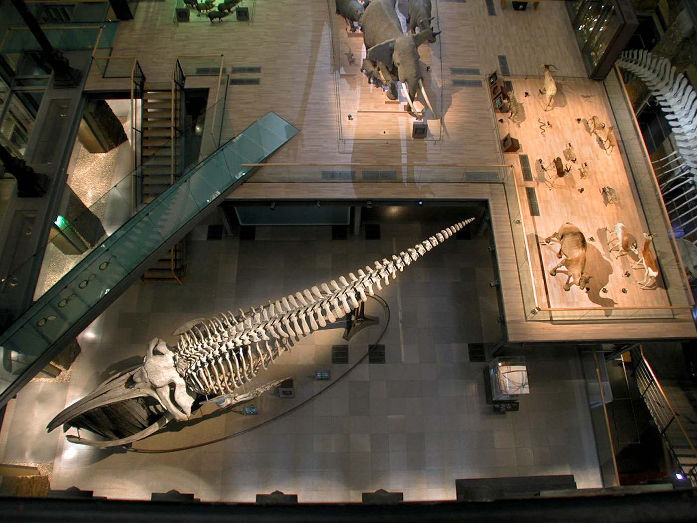 Grande Galerie de l’Évolution - Muséum d’Histoire Naturelle