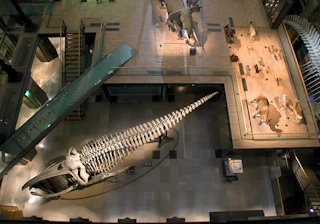 Grande Galerie de l’Évolution - Muséum d’Histoire Naturelle