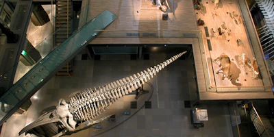 Grande Galerie de l’Évolution - Muséum d’Histoire Naturelle