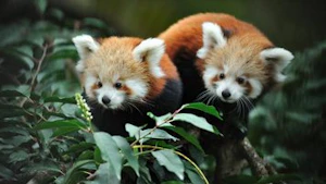 Menagerie, der Zoo im Jardin des Plantes Ticket