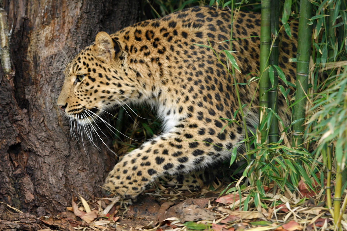 Menagerie, el zoo del Jardin des Plantes Ticket